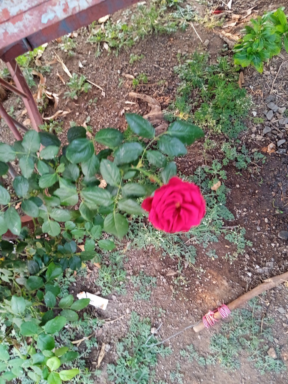 a rose in a garden
